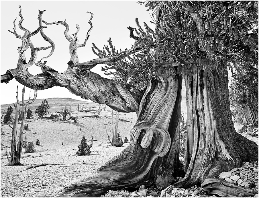 Black and white image of a twisted tree